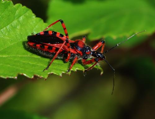 Réf. 343 697 : Rhynocoris sp.